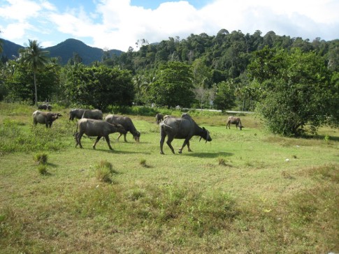 Langkawi buffalos