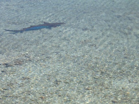 IMG_2572_1_1: The many sharks swimming around, Makemo atoll