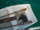 sea lion in the dinghy