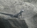 1st  Galapagos iguana - he´s really tiny