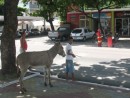 Boy and donkey in Cabedelo