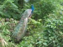 jungle peacock