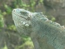 beautiful iguana by old pond ile royale