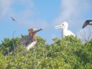 young frigate birds