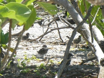 baby terns