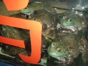 frogs before cooking