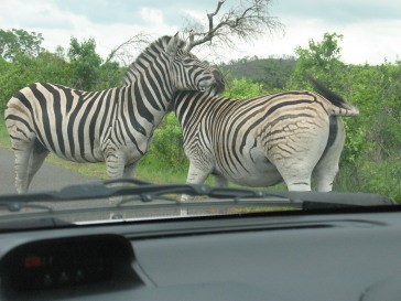 zebras holding us up