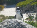 African penguin viewed from boardwalk near Boulders beach
