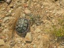little tortoise