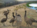 babay ostrich with emus