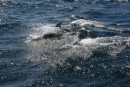 Dolphins playing in our wake.