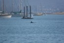 A dolphin in the anchorage with a raft of sea lions on a floating pier behind it.  