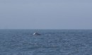 Although hard to see from this photo, this was of a humpback whale.