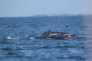 More whales on our crossing 