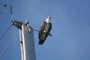 An osprey at the anchorage