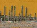 Cactus wall