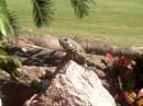 Some of the iguanas we saw in PV