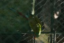 Parrots - caged unfortunately 