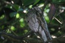 An uncommon Potoo.  (We had birder friends aboard and learned about these birds!) This one is good at camouflaging and mostly hunts at night.  Owl-like.