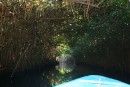 Mangrove tunnels