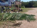 Palm fronds being gathered to repair a roof on the palapa