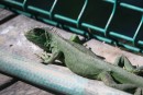 Another iguana 