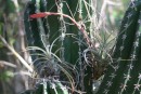 A bromeliad in the cactus