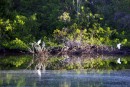 The herons at the private nature preserve in Mazatlan