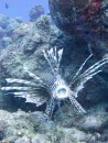 Andy captured this Lion fish just before it swallowed a small fish - these fish have no predators here and are causing havoc on the reef
