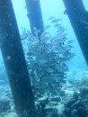 The pylons at the salt pier dive site are spectacular