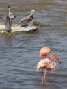 Some flamingoes nest here but others travel to and from Venezuela.  They are greyish when young.  Their pink colour deepens as they grow and comes from the shrimp or plankton they live on.