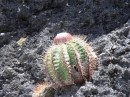 these cactus are everywhere.  They remind us of the Sikh Patka.  http://www.sikhiwiki.org/index.php/Patka