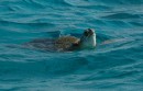 Green turtle Tobago Cays