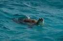 Green turtles fed on the grasses below our boat at Tobago Cays.  They were everyshere.