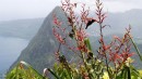 Hummingbird with Petit Piton in background