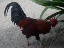 Trellis Bay artist community Head rooster BVI Tortolla