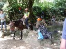 Alternative transport to Cuidad Perdida.  Moments before I had slipped on a rock and fallen into the river.  The horse option looked very attractive