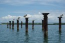 Pelicans on the remaining  pylons of a 19th century jetty.  It was used to load bananas for export.
