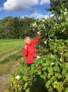 Picking blackberries in Haesnas 
