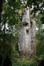15) Te Matua Ngahere - The Father of the Forest.  Overall height = 29.9m  Trunk height = 10.21 m  Girth = 16.41m
He