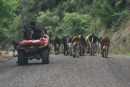 17) Trying to get to our campground, we encountered a herd of dairy cows heading home to be milked.  The man whistled and the dog jumped off the quadrunner and ran through the cows to get then to scoot over to the side for us.  It was just like watching Babe! :)