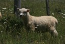 2) There are sheep and lambs everywhere here!  These little guys had just escaped from their fenced in area and were trying to figure out a way back in!  Silly them!!!