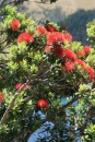 4) A pohutukawa tree!  New Zealanders call them Christmas trees because they are covered with bright red blooms throughout December.