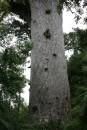 11) This is the trunk of Tane Mahuta.