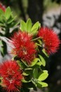 5) We think the blooms of the pohutukawa tree looks a lot like what we call bottlebrush at home.  The actual tree looks very different, however, and we were amazed to see some of the desolate spots they grow in.   These were in Whales Bay.