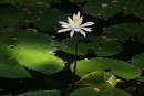 There was a beautiful lily pond within the garden as well.