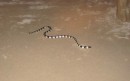 One of the snakes that usually stay in the water, in dinghies, or close to shore decided to come to dinner!  They are extremely poisonous, but their mouths are so tiny, they can