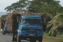 A truck loaded with sugar cane headed for the refinery in Lautoka.  There are hundreds of these trucks on the Queen