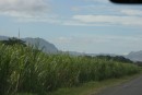 Sugar cane before it is cut!  It grows everywhere around our area of Fiji!