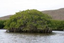 A beautiful mangrove in the middle of one of the side channels.
Topolobampo